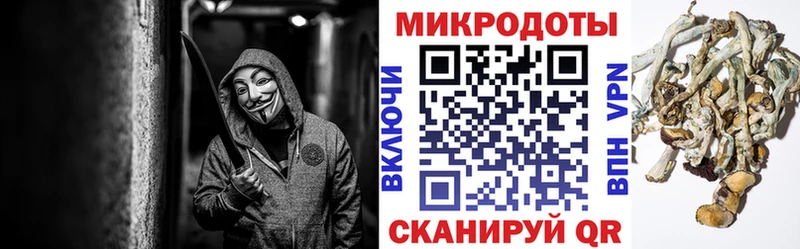 закладки  Заволжье  Псилоцибиновые грибы MAGIC MUSHROOMS 